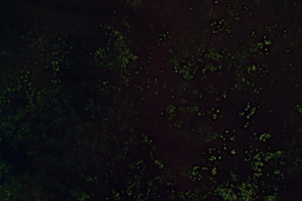 Imagem de satélite da zona de Sorvarinjärvi