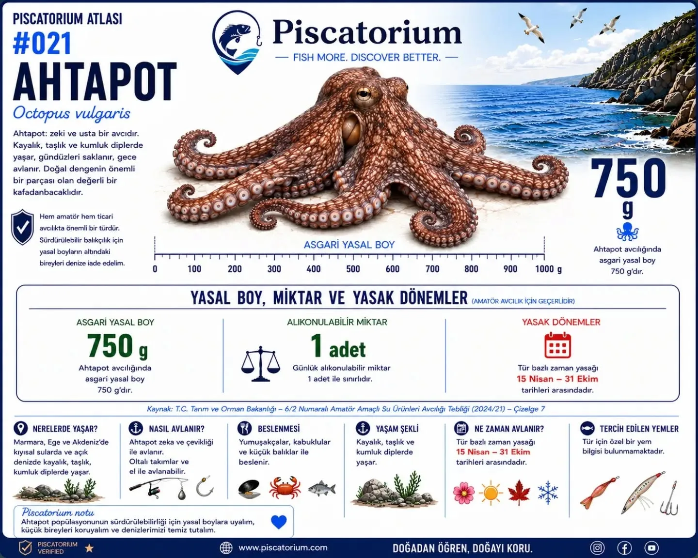 Ahtapotun 750 g asgari ağırlık, 1 adet günlük miktar ve 15 Nisan – 31 Ekim yasak dönem bilgilerini gösteren Piscatorium Atlası künye görseli