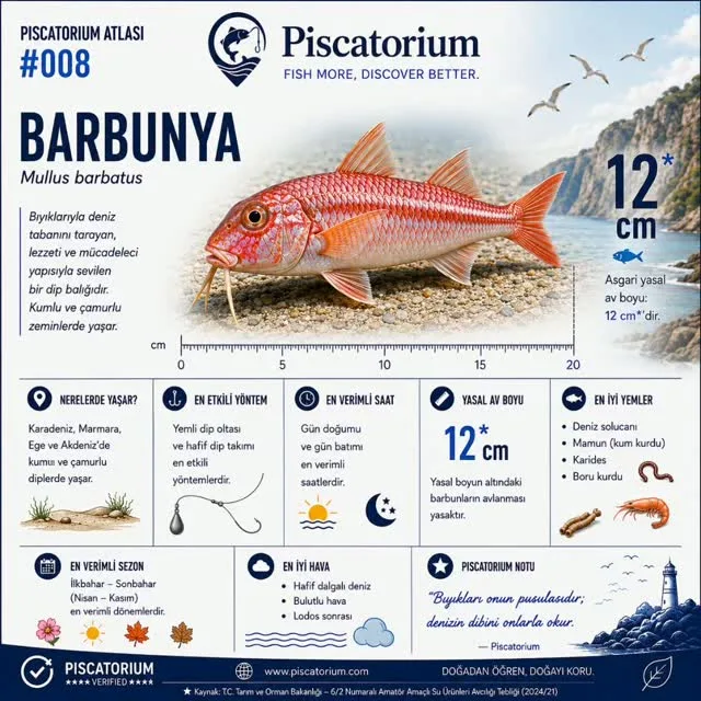 Barbunya bilgi kartı: kumlu zeminde kırmızı-pembe bir barbunya, altında santimetre cetveli ve 12 cm asgari boy rozeti