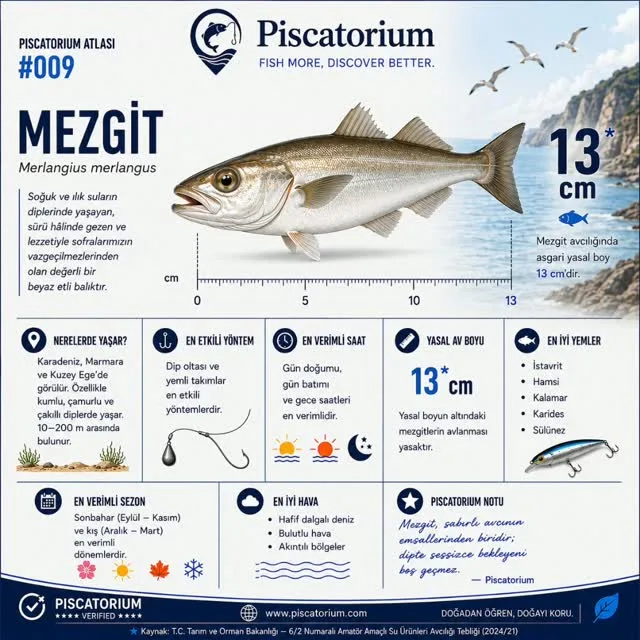 Kayalık bir kıyı manzarası önünde mezgit çizimi ve boy cetveli taşıyan bilgi grafiği