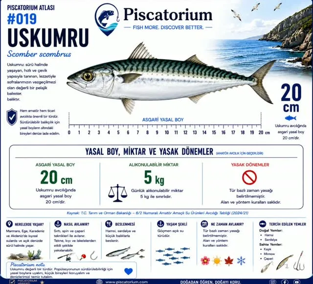 Uskumru bilgi kartı: asgari yasal boy 20 cm, günlük alıkonulabilir miktar 5 kg