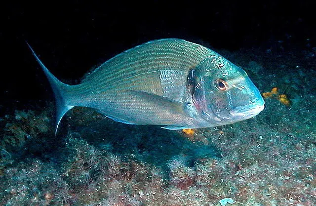 Dourada