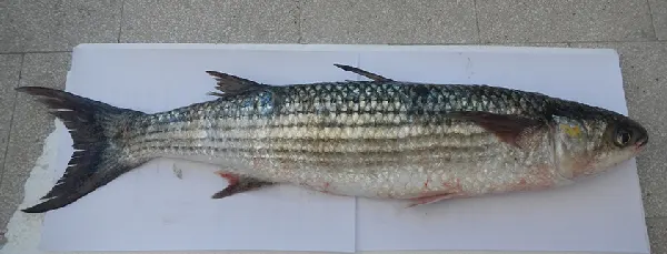 Altınbaş Kefal