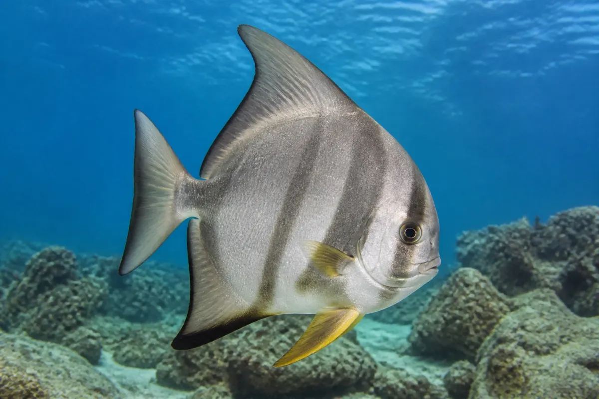 Atlantik spadefish