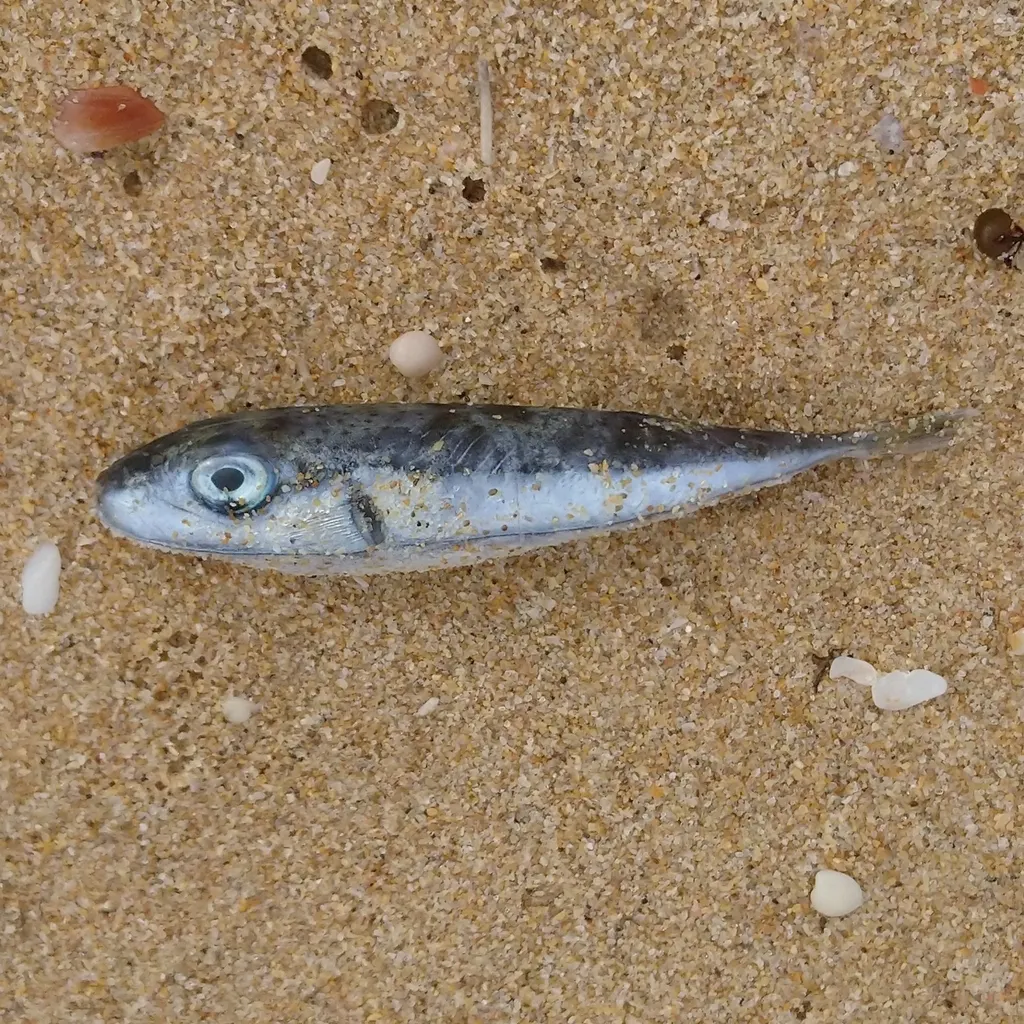 Pesce palla argenteo