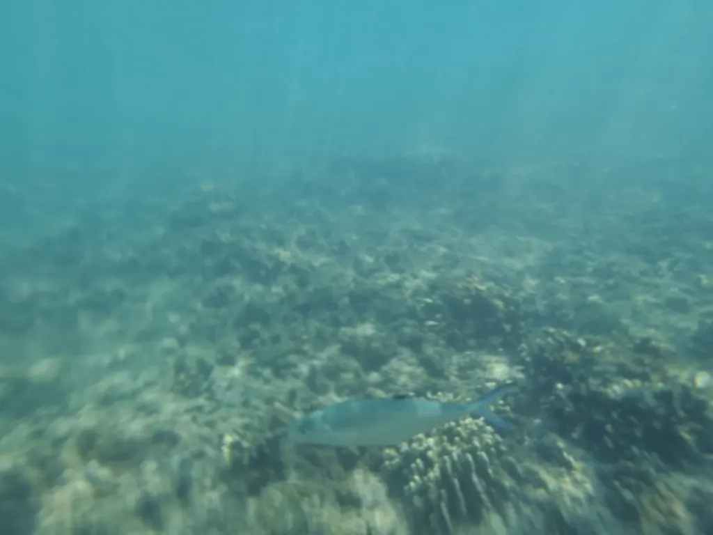 Çift benekli queenfish