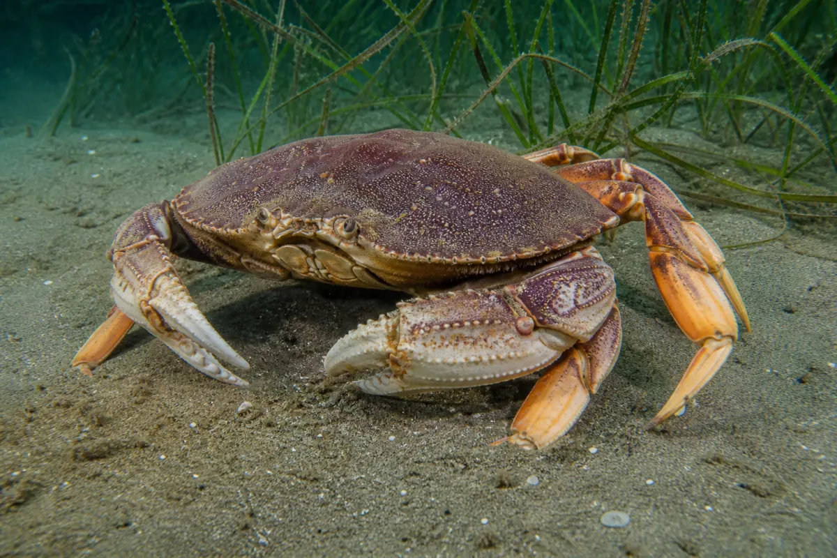 Dungeness yengeci