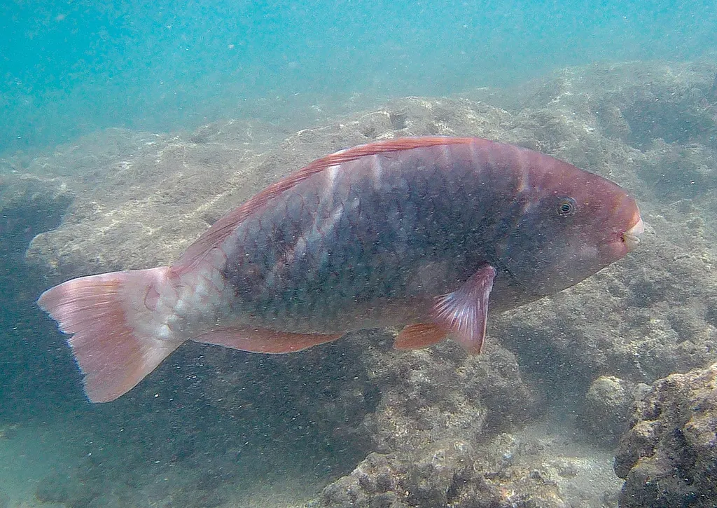 Spectacled parrotfish