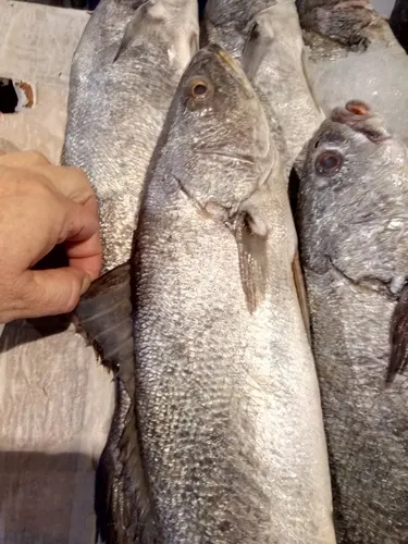 Granyöz