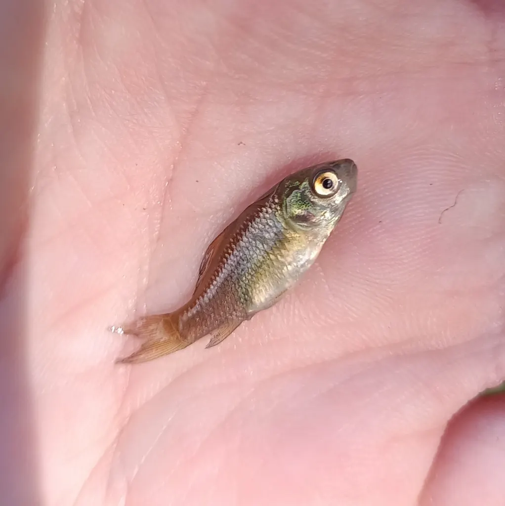 Giebel