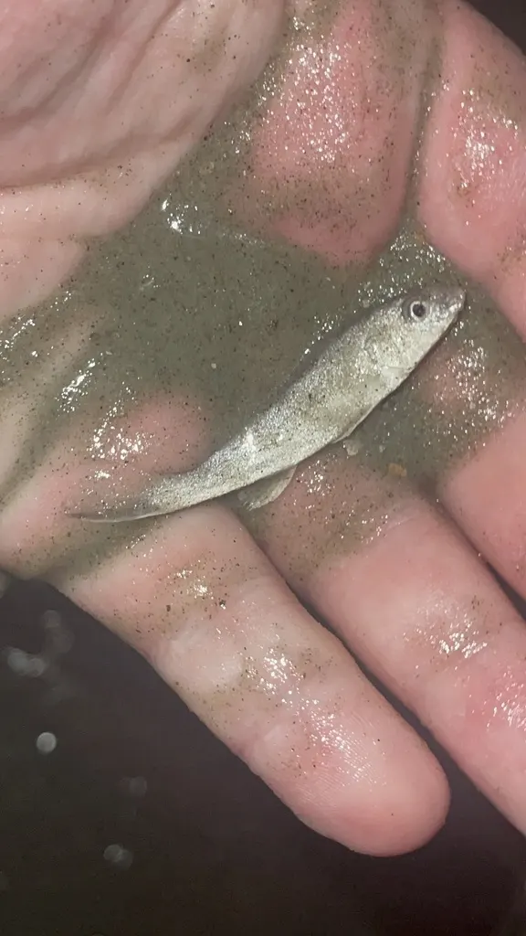 Güney kingfish
