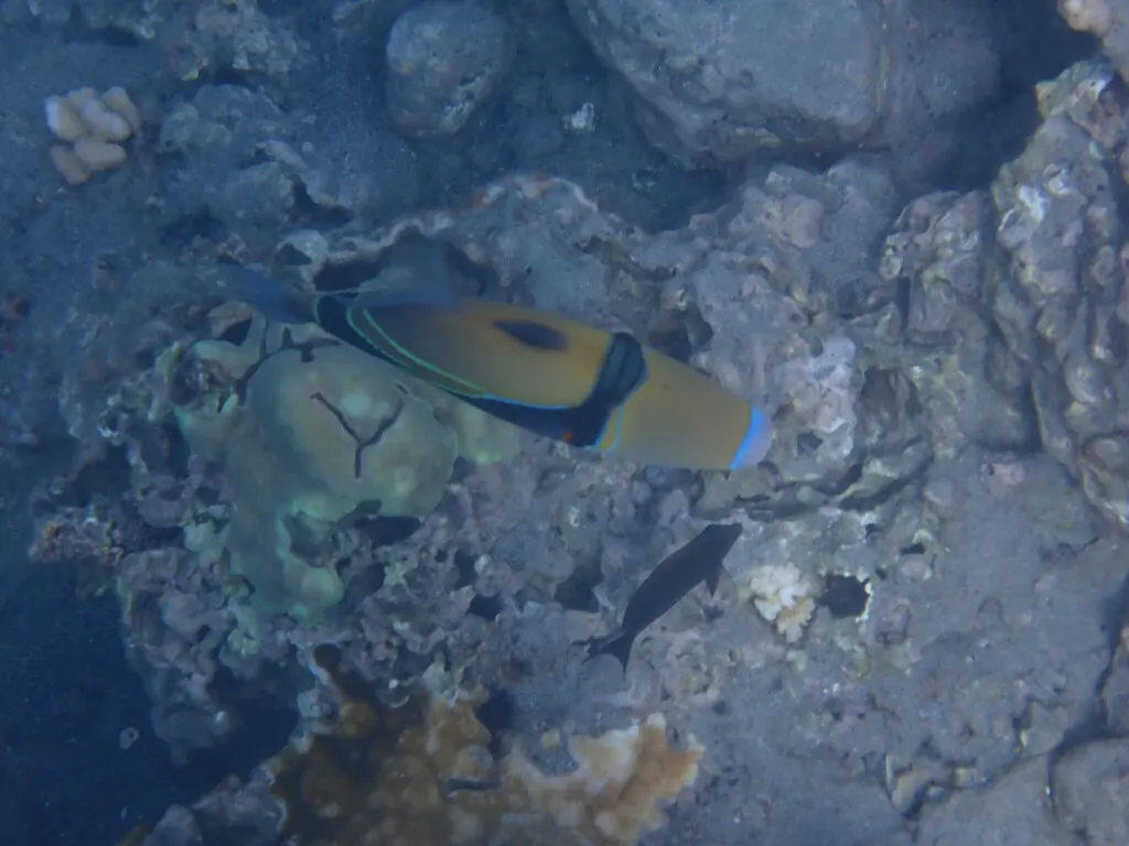 Pesce balestra codacuneo