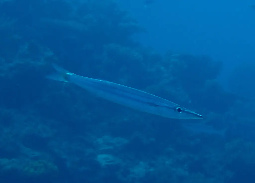 Barracuda di Heller