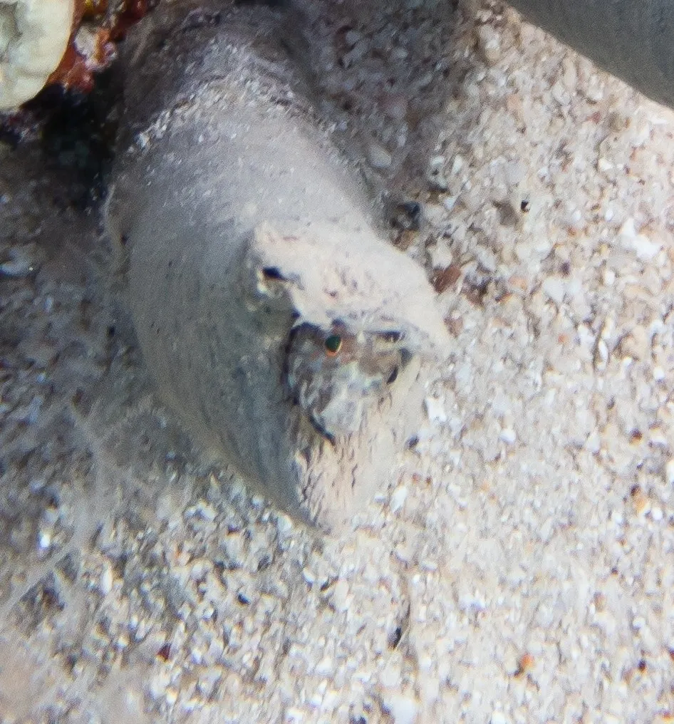 Tentacled blenny