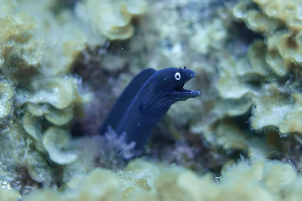 Murena nera