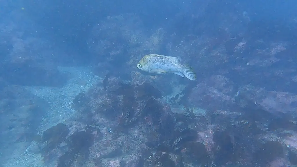 Kelp rockfish