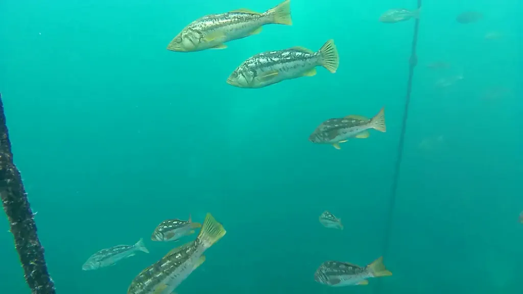 Kelp levreği