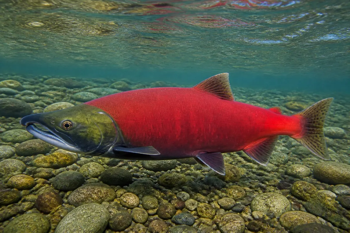Salmone rosso