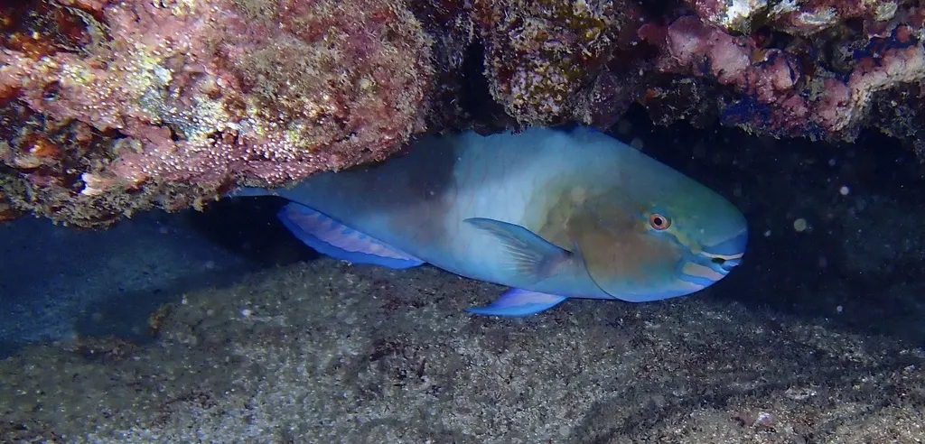 Kor parrotfish