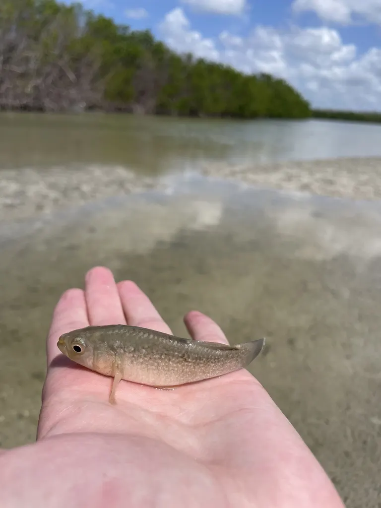 Golf-Killifisch
