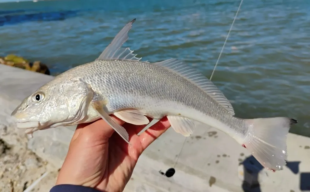 Bourrugue du Golfe