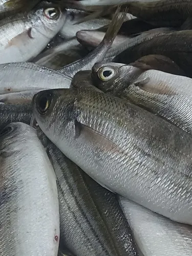 Kupez