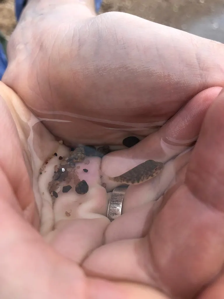 Nördlicher Kugelfisch