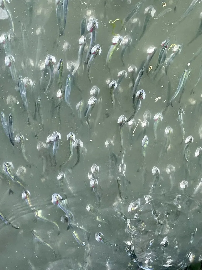 Anchois du Pacifique