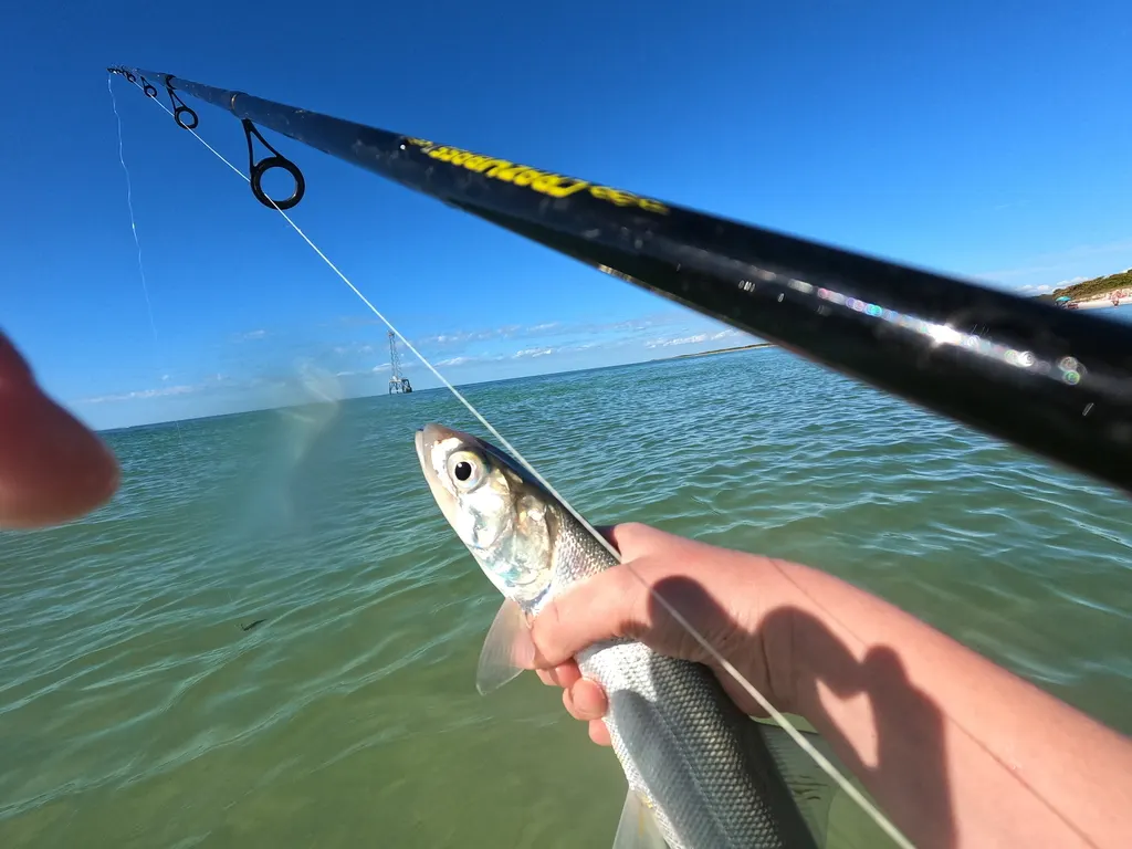 Ladyfish