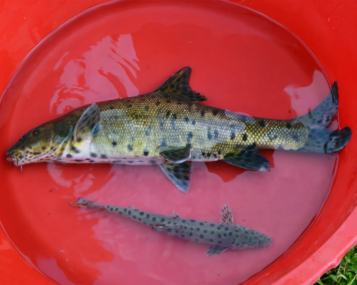 Leopar Sazanı