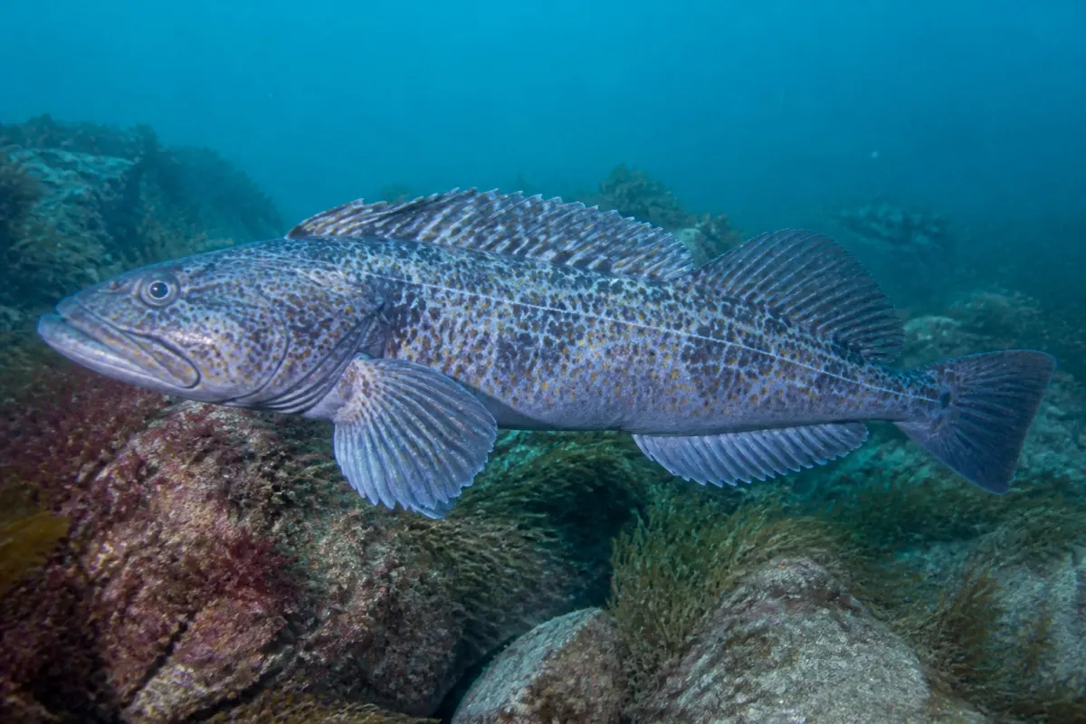 Lingcod