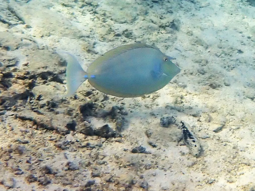 Pesce unicorno spinazzurro