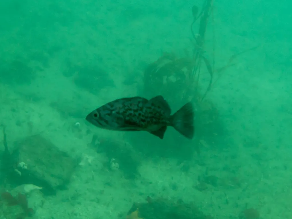 Blue rockfish