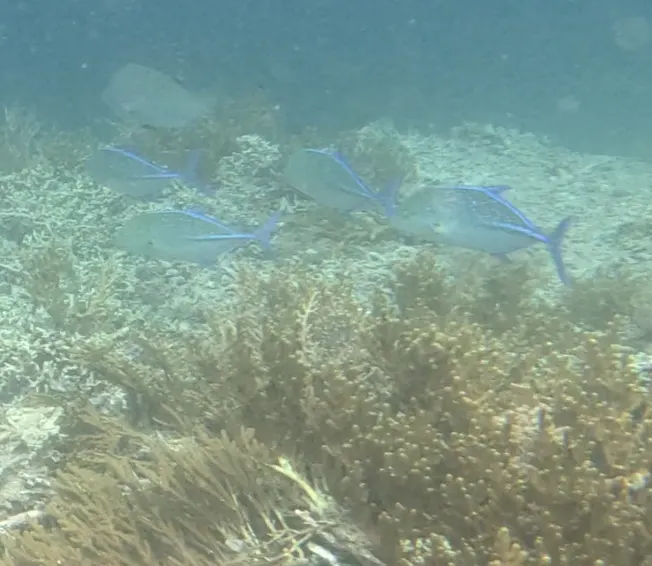 Mavi yüzgeçli trevally
