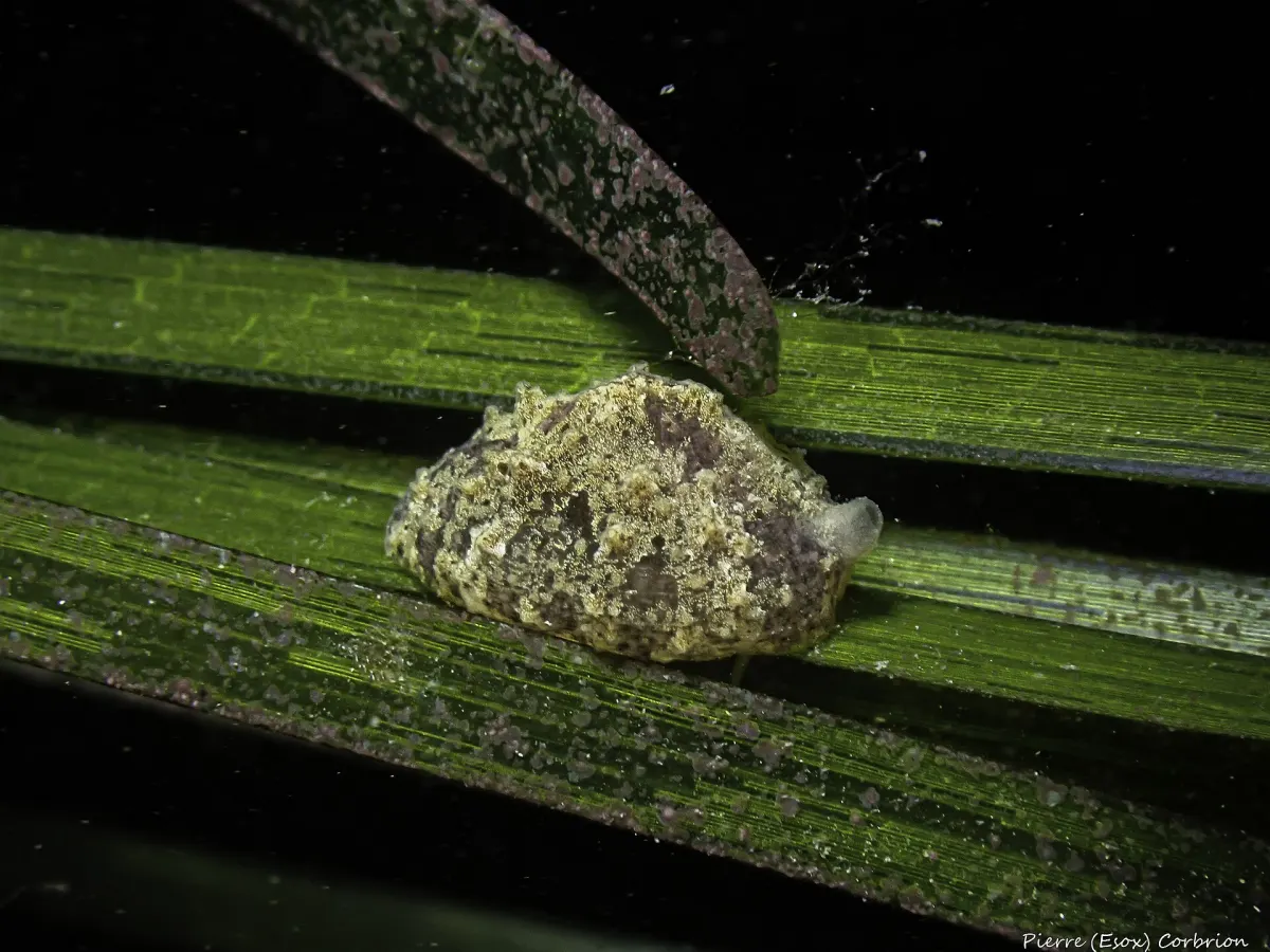 Cuttlefishes