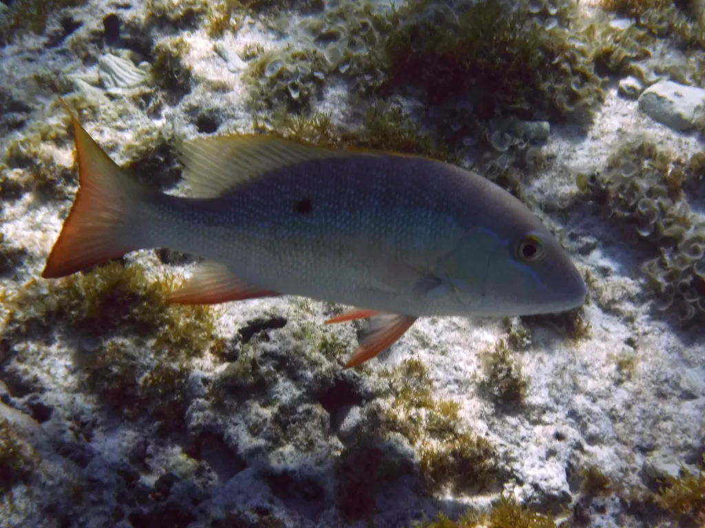 Mutton snapper