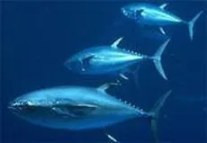 Orkinos