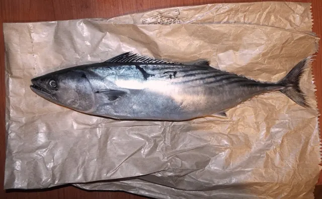 Palamut