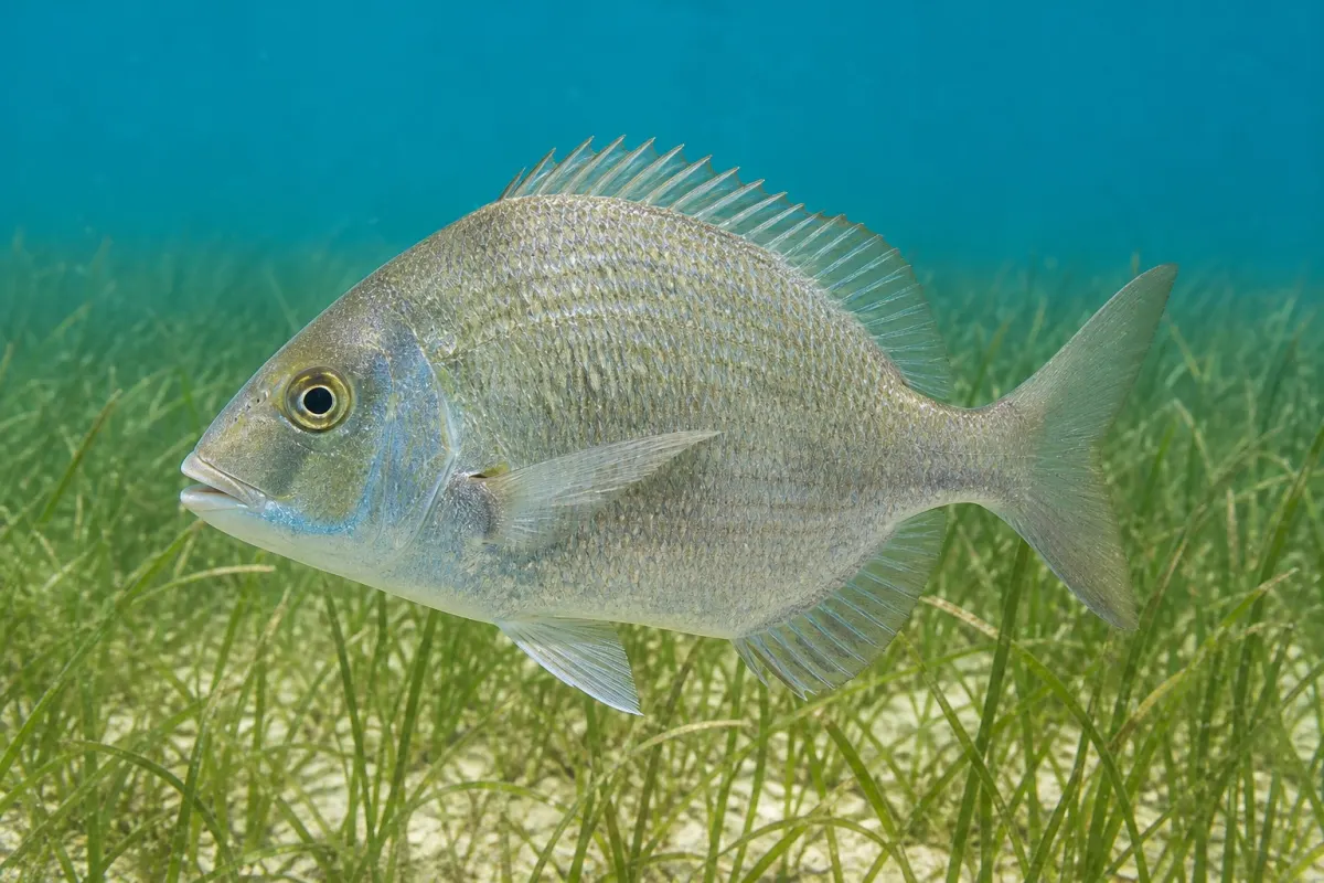 Pinfish