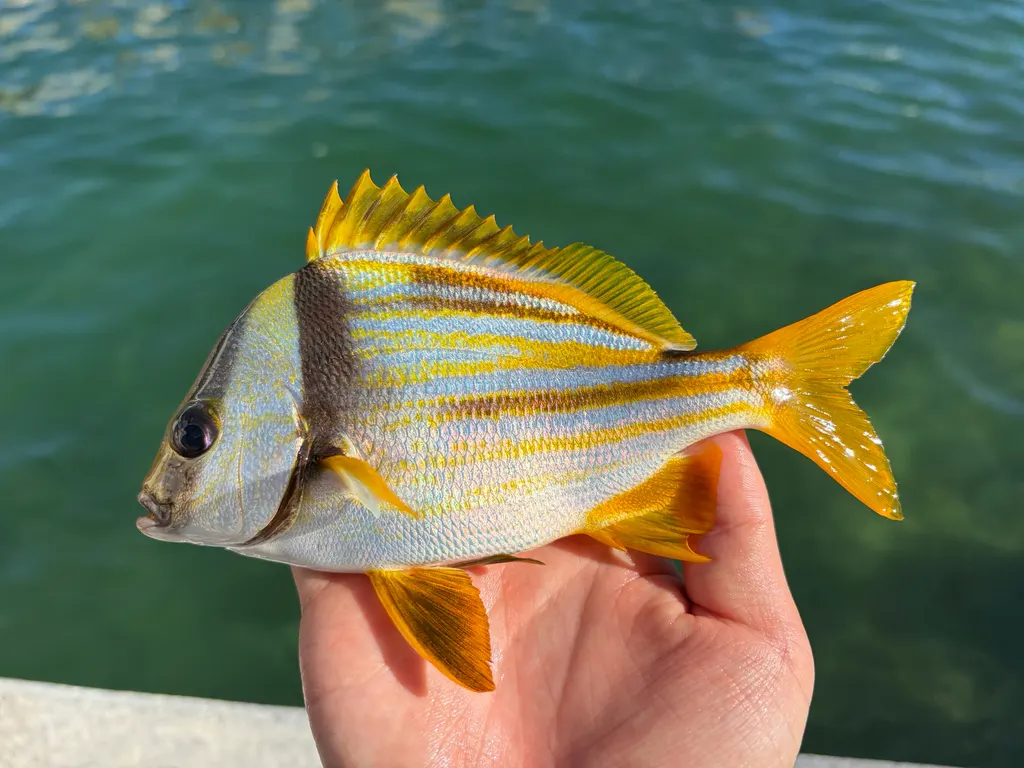 Porkfish