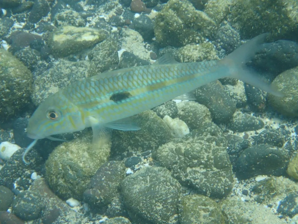 Salmonete de raya amarilla