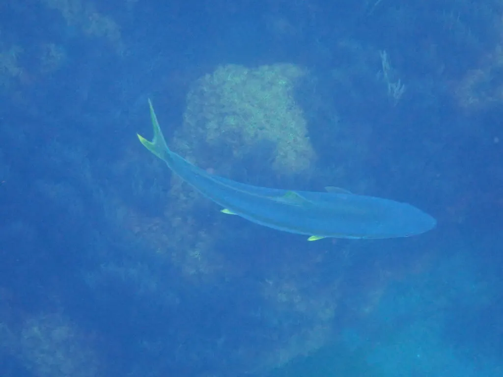Yellowtail amberjack