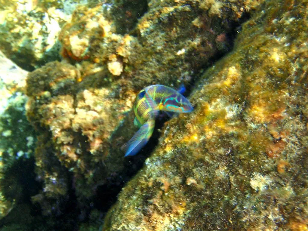 Donzella pavonina