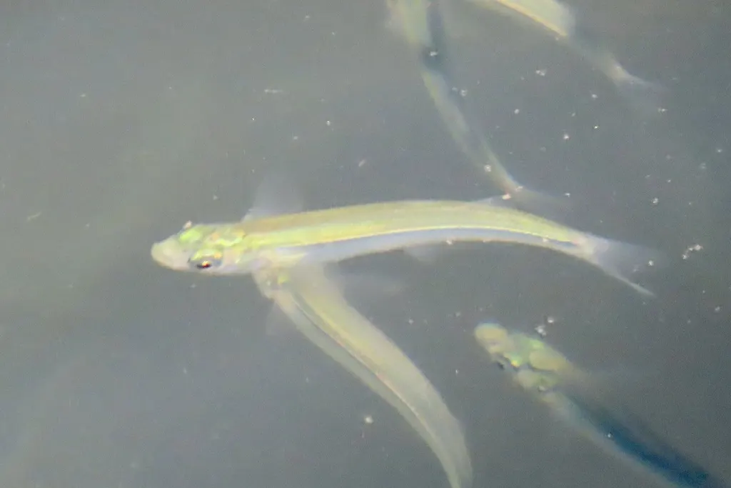 Topsmelt