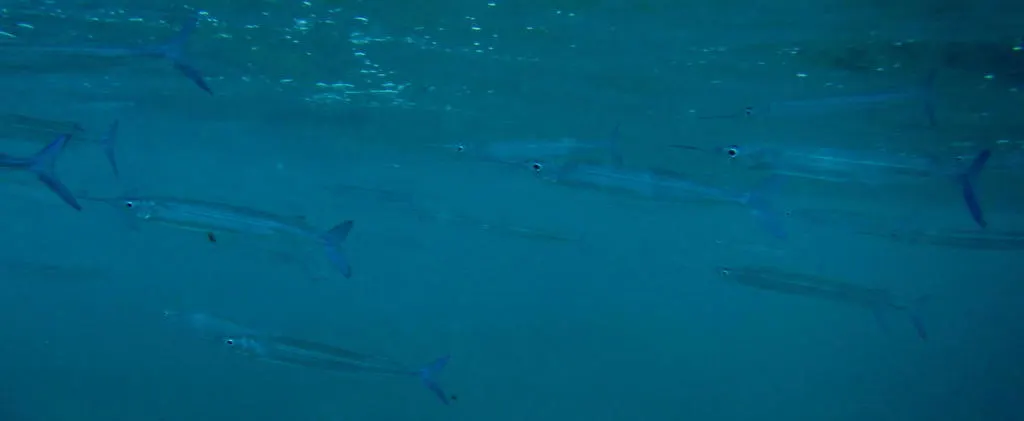 Tropical halfbeak