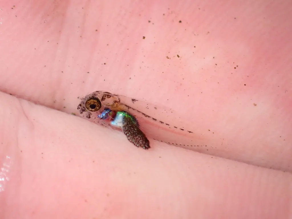 Flying gurnard