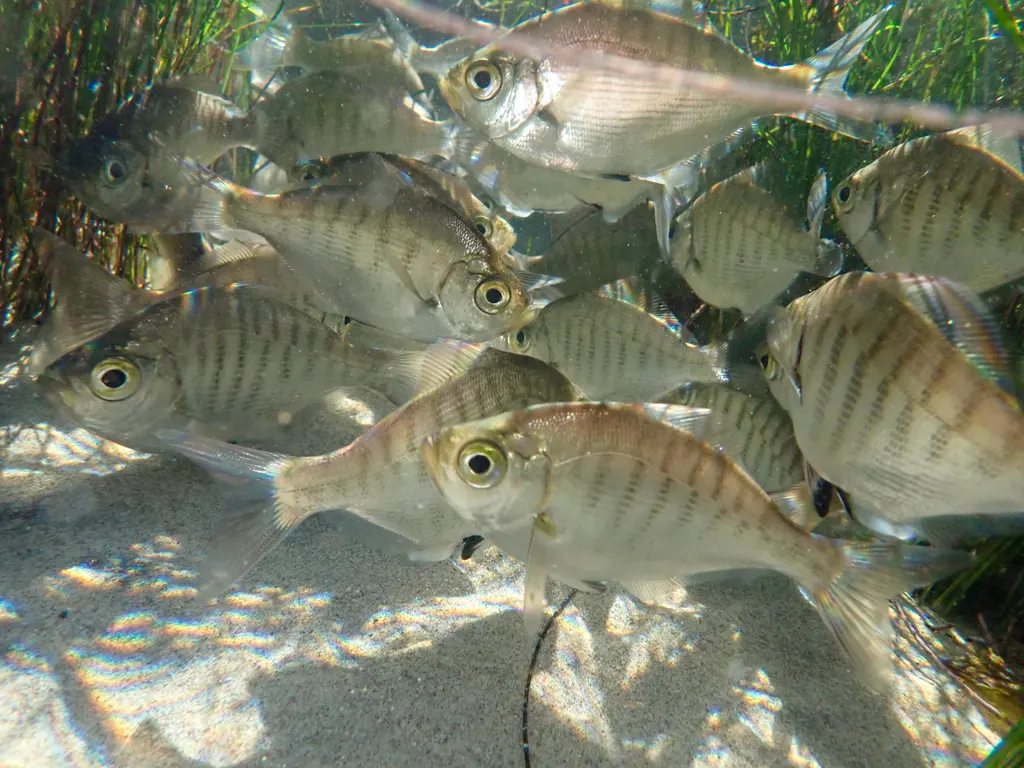 Walleye sörf levreği