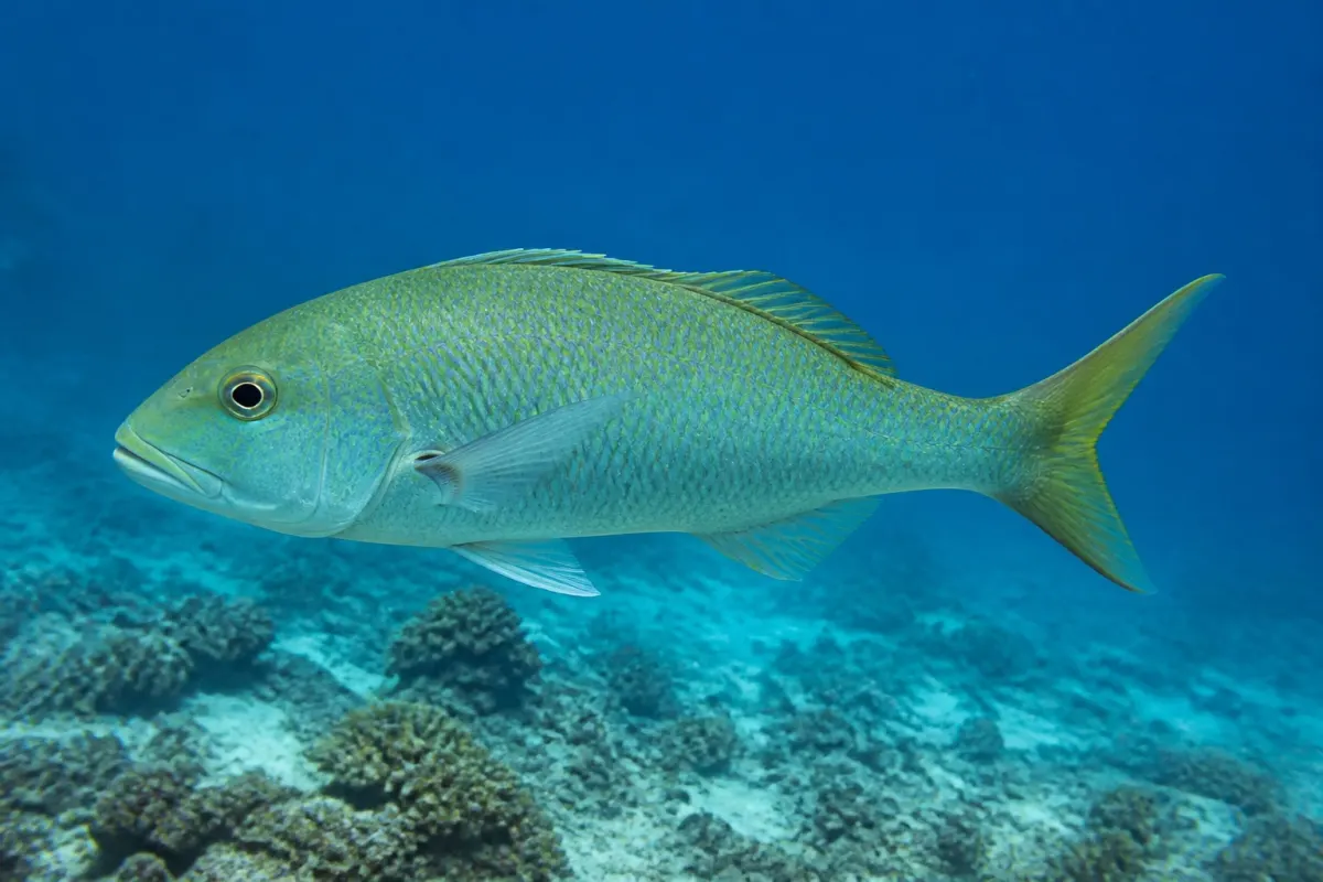 Pargo verde