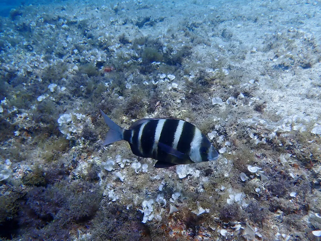 Sar tambour