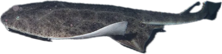 Ρίνα